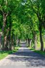 Poland, near Zlocieniec (Falkenburg in German). Tree-lined country road in Pomerania. Art Print